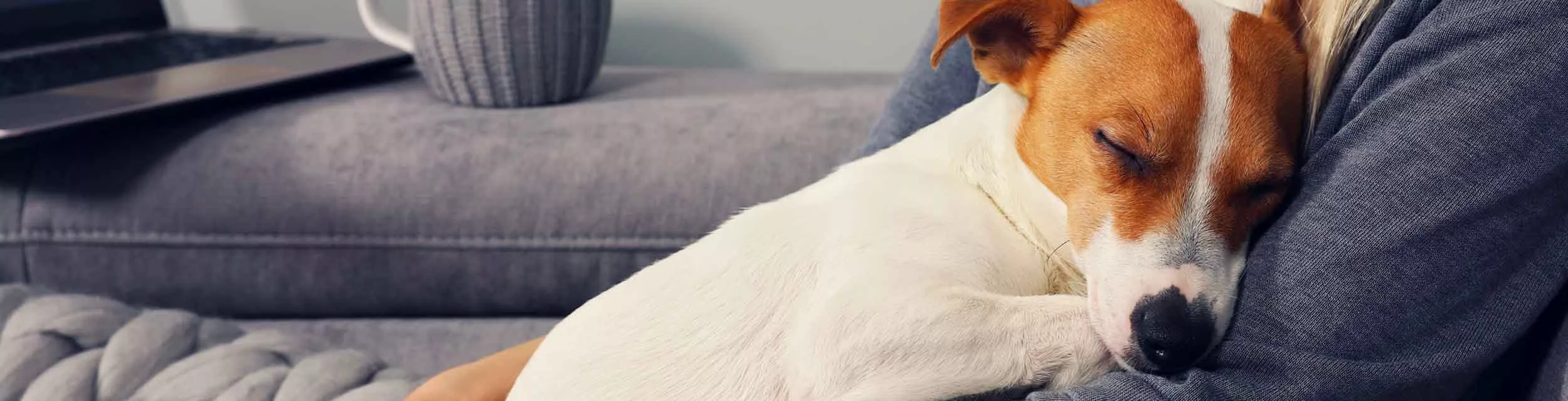 Small brown and white dog sleeping in woman's arms.