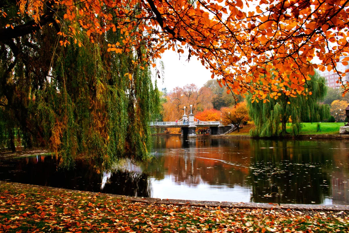 photo of lake in center of park during fall with lots of trees with changing leaves and a small pedestrian bridge in the background